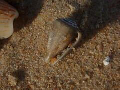 Conus cyanostoma