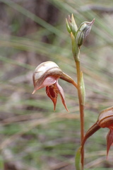 Pterostylis rufa