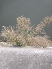 Erigeron floribundus