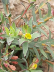 Lachnaea