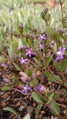 Raphionacme hirsuta