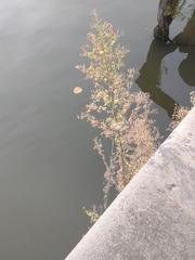 Erigeron floribundus
