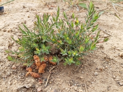 Lachnaea