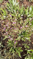 Raphionacme hirsuta