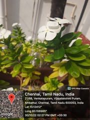 Catharanthus roseus