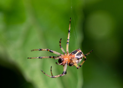 Alpaida veniliae