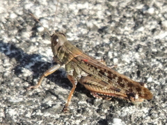 Shirakiacris shirakii