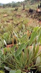 Acalypha villicaulis