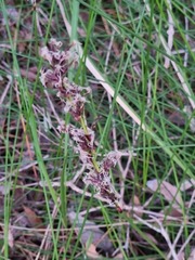 Schoenus brevifolius