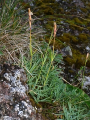Dianthus gratianopolitanus