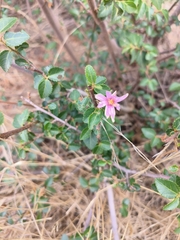 Grewia occidentalis