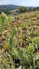 Acalypha villicaulis