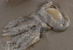 Catostylus