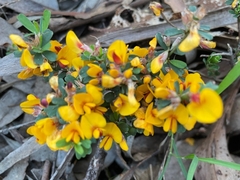 Pultenaea largiflorens