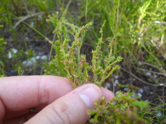 Erica axillaris