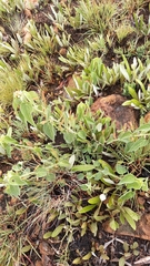 Acalypha villicaulis