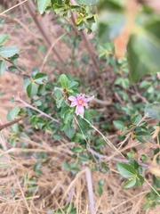 Grewia occidentalis