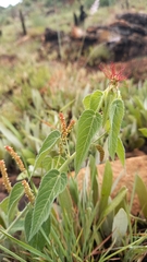 Acalypha villicaulis