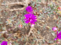 Lampranthus emarginatus