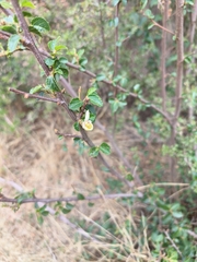 Grewia occidentalis