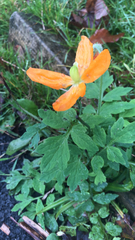 Papaver cambricum