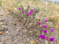 Lampranthus emarginatus