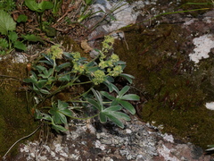 Alchemilla amphisericea