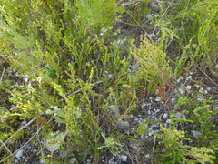 Erica axillaris