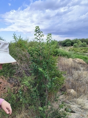 Grewia occidentalis