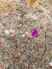 Lampranthus emarginatus