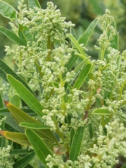 Searsia angustifolia