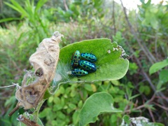 Calidea madagascariensis