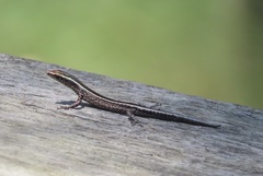 Cryptoblepharus