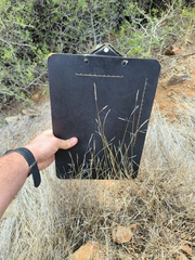 Aristida congesta barbicollis