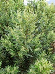 Searsia angustifolia