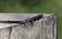 Cryptoblepharus