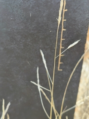 Aristida congesta barbicollis
