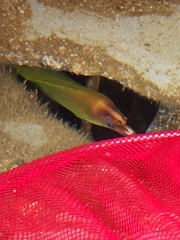 Gymnothorax prasinus