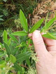 Searsia angustifolia
