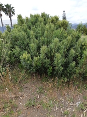 Searsia angustifolia