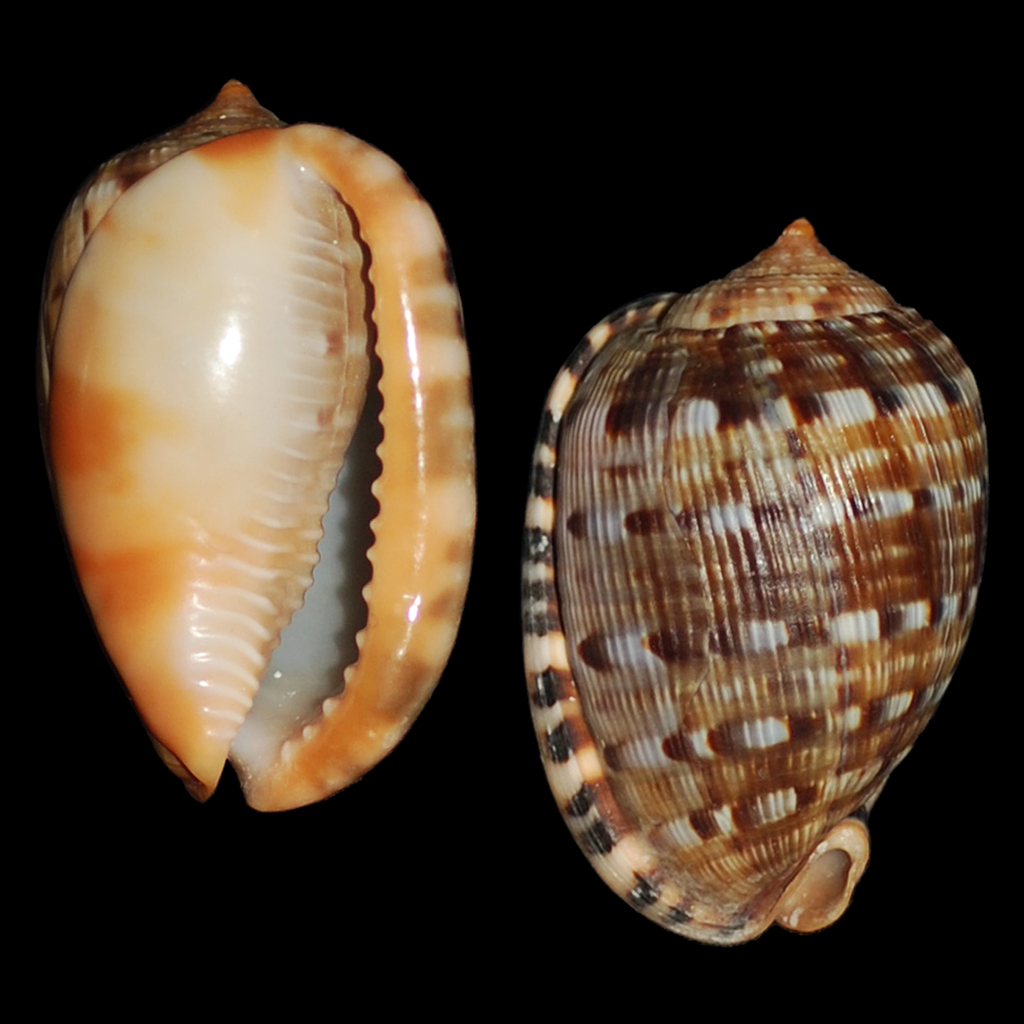 Reticulated Cowry Helmet