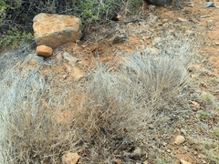 Aristida congesta barbicollis