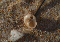 Notogibbula bicarinata