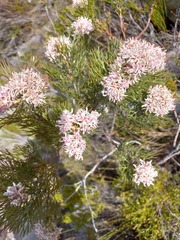 Serruria ascendens