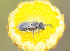 Chilalictus