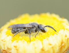 Chilalictus