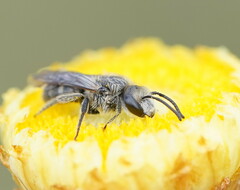 Chilalictus