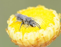 Chilalictus