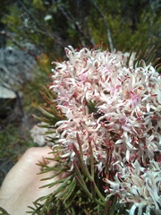 Serruria ascendens