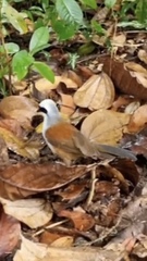 Garrulax leucolophus